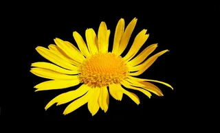 鲜花，宏，性质，黄色，花瓣，盛开