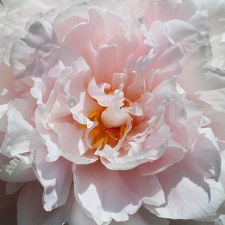 粉红色，玫瑰，春天，花，浪漫，盛开