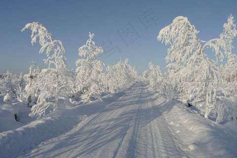 冬季，太阳晒，冷，树，冷淡的树，雪，白色，道路