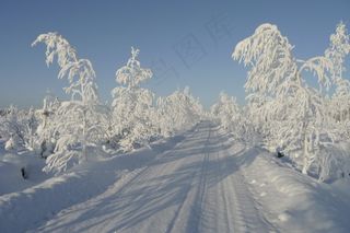 冬季，太阳晒，冷，树，冷淡的树，雪，白色，道路