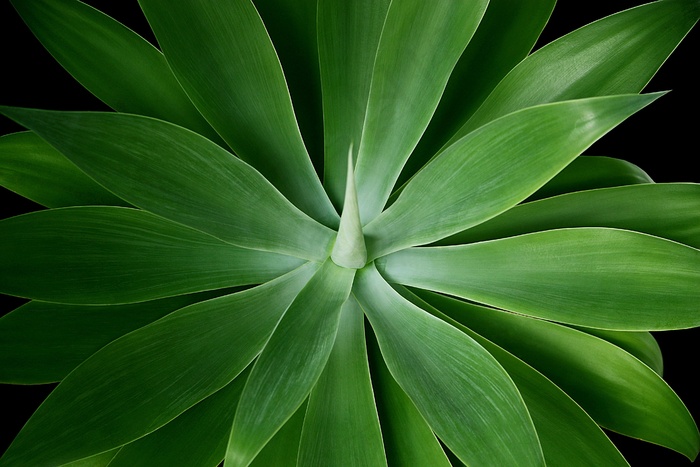 龙舌兰Attenuata，穗，植物，绿色，自然，植物群