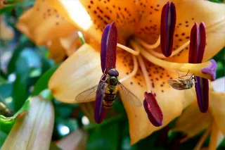 花卉，美容，昆虫，飞，甲虫，自然，夏天