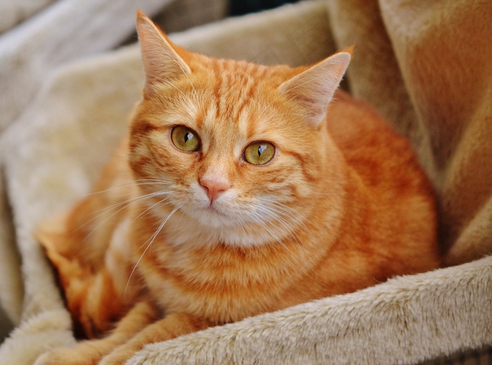猫，宿醉，红色，可爱，鲭鱼，虎，甜