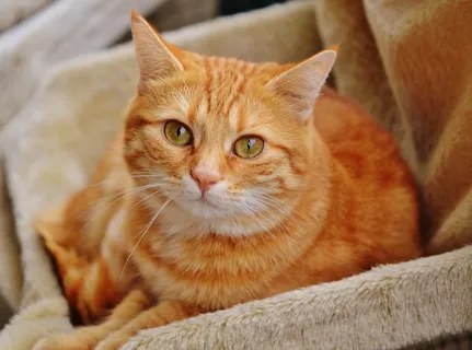 猫,宿醉,红色,可爱,鲭鱼,虎,甜 猫,宿醉,红色,可爱,鲭鱼,虎,甜