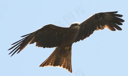 鸟，猛禽，飞行，鸟类飞行，动物世界