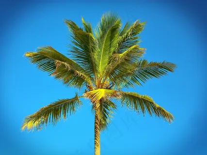 棕榈,加勒比海,海滩,海,夏天,天空,沙滩 棕榈,加勒比海,海滩,海,夏天,天空,沙滩