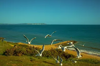 海洋，海鸥，美国，高崖