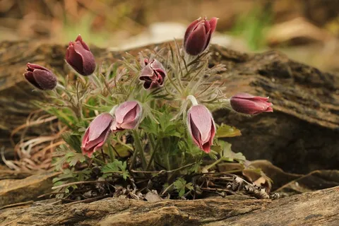 白头翁，花的，植物，自然，开花，盛开
