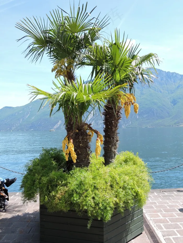 帕尔马，湖，山，树