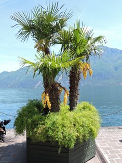 帕尔马，湖，山，树