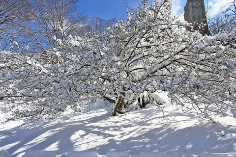 雪,冬冬季,树,公园,纽约,城市,曼哈顿 雪,冬冬季,树,公园,纽约,城市,曼哈顿