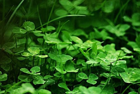 三叶草，草，绿色，宏，草坪，草叶