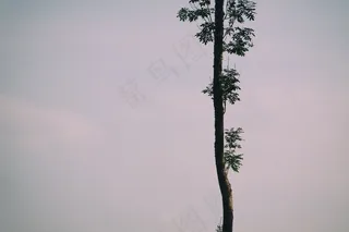 美人松,树,天空,黄山松,文字图片,多云的天空树