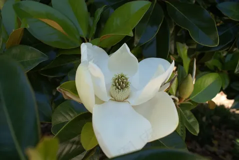 玉兰,白,春天,夏天,花,开花 玉兰,白,春天,夏天,花,开花
