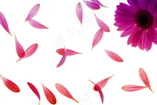 鲜花，花瓣，自然，春天，花的，美丽