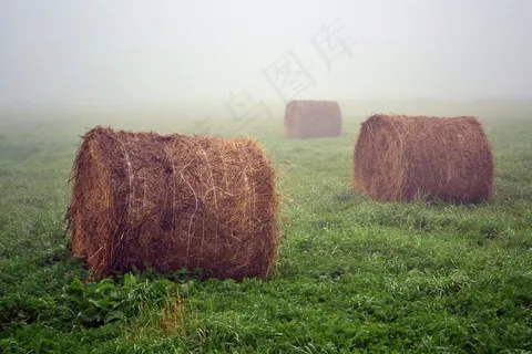 场，村，夏天，雾，黎明，草