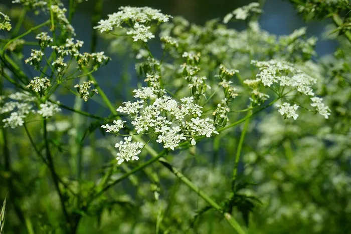 尖山芹，花，白色，樟子松