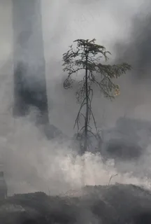森林火灾,保育,燃烧供养 森林火灾,保育,燃烧供养