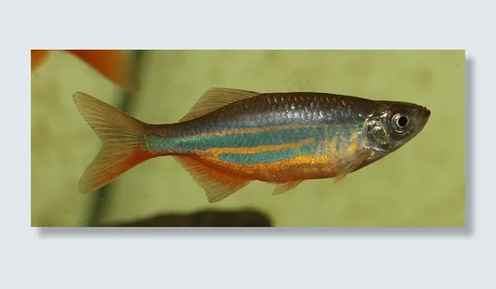 鱼，华美，动物，宏，Danio，银，绿色