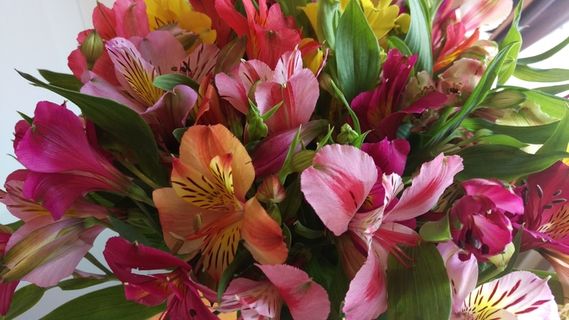 鲜花，花束，多彩，礼物