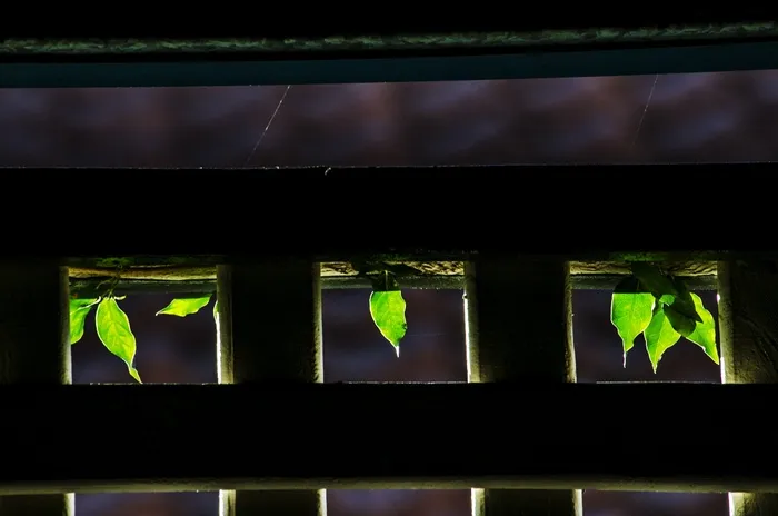绿叶，自然，植物，背光，阳光，叶子