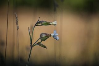 花，秋，草地，工作服，植物，牧场