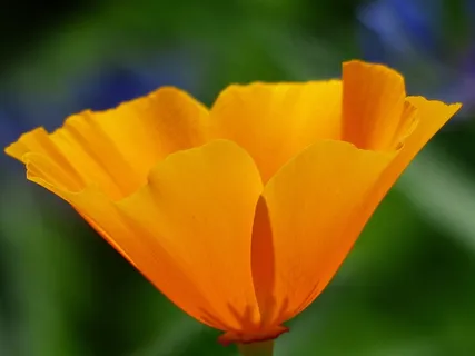 Eschscholzia Californica,罂粟,开花,盛开,植物 Eschscholzia Californica,罂粟,开花,盛开,植物