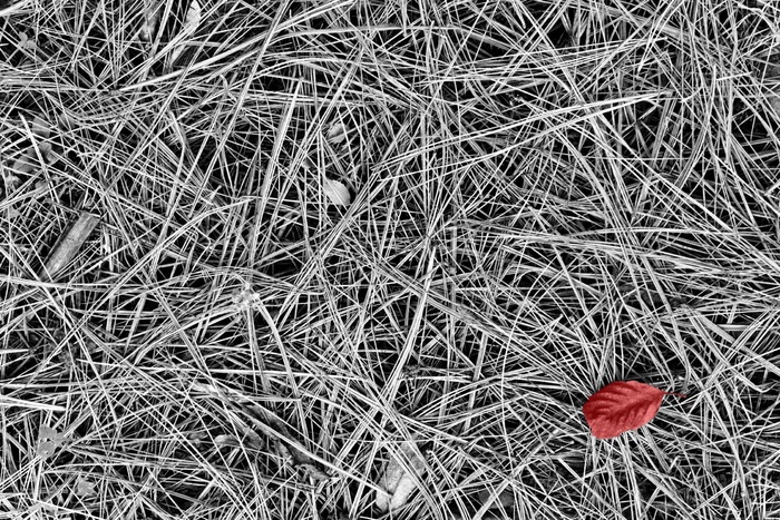 纹理，草，叶，奇异，创作