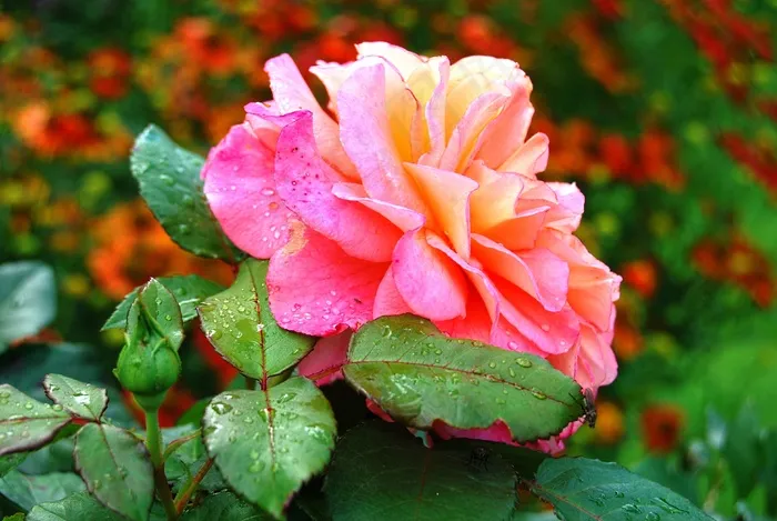 玫瑰，花，粉红色，开花，水滴