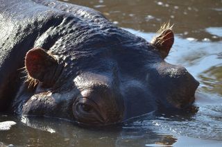 河马，动物园，动物，河马，野生动物，非洲