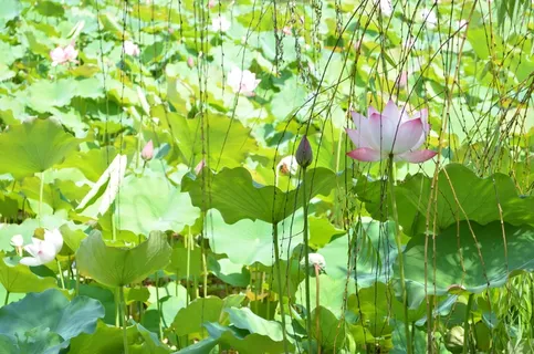 莲花,花,荷叶,池塘,植物,自然 莲花,花,荷叶,池塘,植物,自然