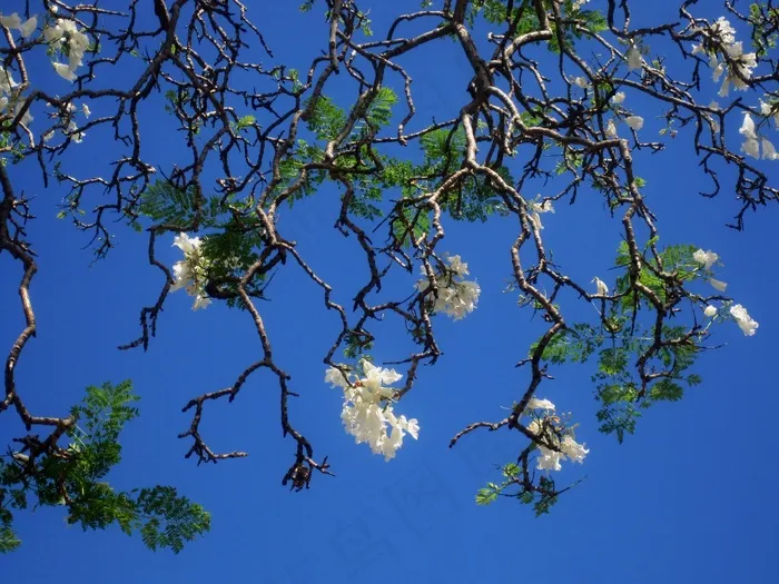 蓝花car，树，鲜花，白，天空，蓝色