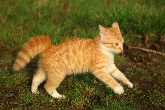 小猫，红鲭鱼虎斑猫，猫宝宝，猫，秋季