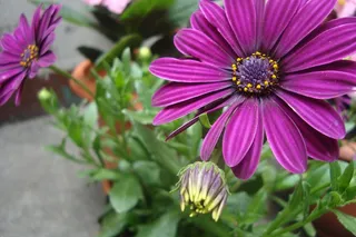 花，植物，自然，花园，绿色，叶子