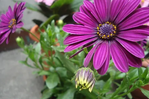 花,植物,自然,花园,绿色,叶子 花,植物,自然,花园,绿色,叶子