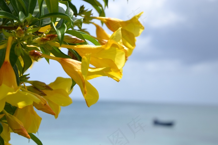开花，黄色，花，海，海岸，自然