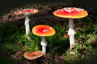 娃，伞形毒蕈，蘑菇，帽子，红色