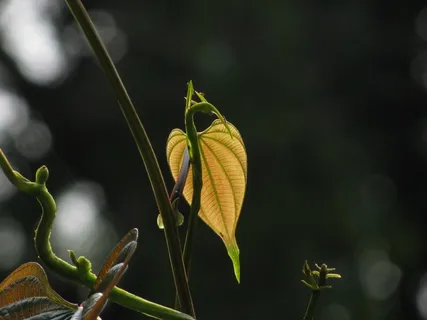 叶,光,藤蔓,登山者,攀登,植物,绿党 叶,光,藤蔓,登山者,攀登,植物,绿党