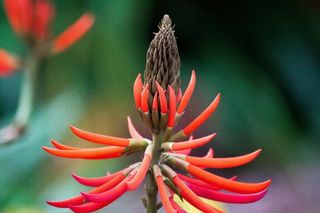 刺桐，开花，红色，花序