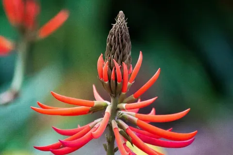 刺桐,开花,红色,花序 刺桐,开花,红色,花序