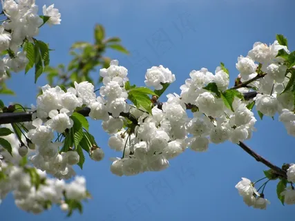 树,开花,春,性质,颜色,白 树,开花,春,性质,颜色,白