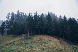 森林，小山，山，性质，景观，树，天空