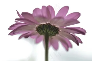 粉红色，紫色，花，自然，花的，植物，自然