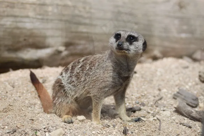 Suricate，Beauvalle，动物区系，动物，可爱