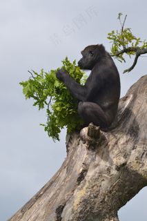 大猩猩，银背大猩猩，银背大猩猩，动物园，吃