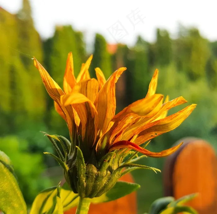 花，盛开，夏天，植物，植物，黄色，鲜花