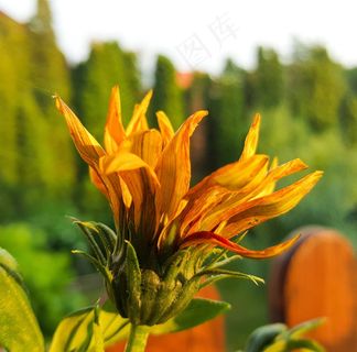 花，盛开，夏天，植物，植物，黄色，鲜花