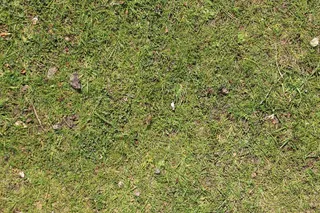 草，高峰，绿色，草地，性质，花园，背景