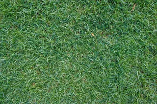 草坪，草，日本雅