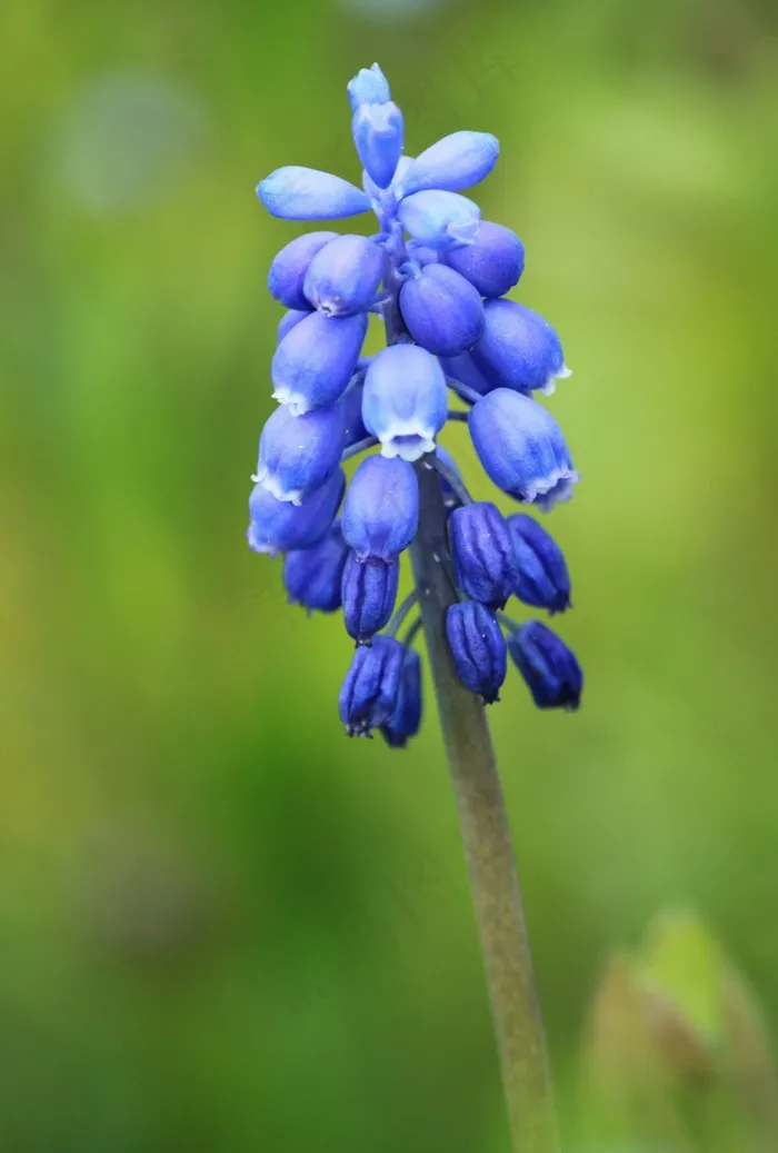 穆斯卡里，开花，花，风信子